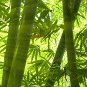 <b>Bamboo</b><br />Natural source of Silica <br />Essential for building collagen