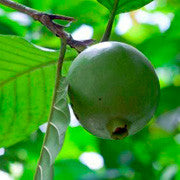 <b>Borojo</b><br />Great plant source of protein, vitamin C and Calcium;  High in fiber