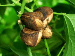 <b>Sacha Inchi</b><br />One of the best plant sources for essential fatty acids (omega 3, 6, 9)<br />High in protein