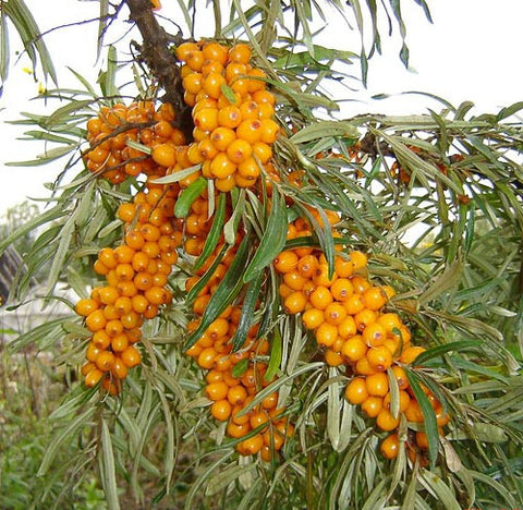 <b>Sea Buckthorn</b><br />High in vitamins, amino acids and protein<br />Contains omega 7, a rare essential fatty acid