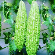<b>Bitter Melon</b><br />Vitamins C, B's, phosphorous and iron<br />Contains active compounds said to stabilize blood sugar