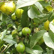 <b>Borojo</b><br />Great plant source of protein, vitamin C and Calcium;  High in fiber
