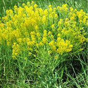 <b>Dyers Woad</b><br />Very high in glucobrassicin, thought to have regenerative properties