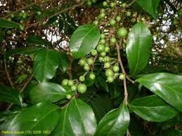 <b>Cha de Bugre</b><br />Used as a substitute for coffee for energy