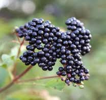 <b>Maqui</b><br />One of the overall highest concentrations of antioxidants, including anthocyanins, flavonoids and dyandin<br />High in vitamin C and potassium