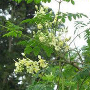 <b>Moringa</b><br />A nutritional powerhouse high in vitamins C and A, protein, calcium and potassium